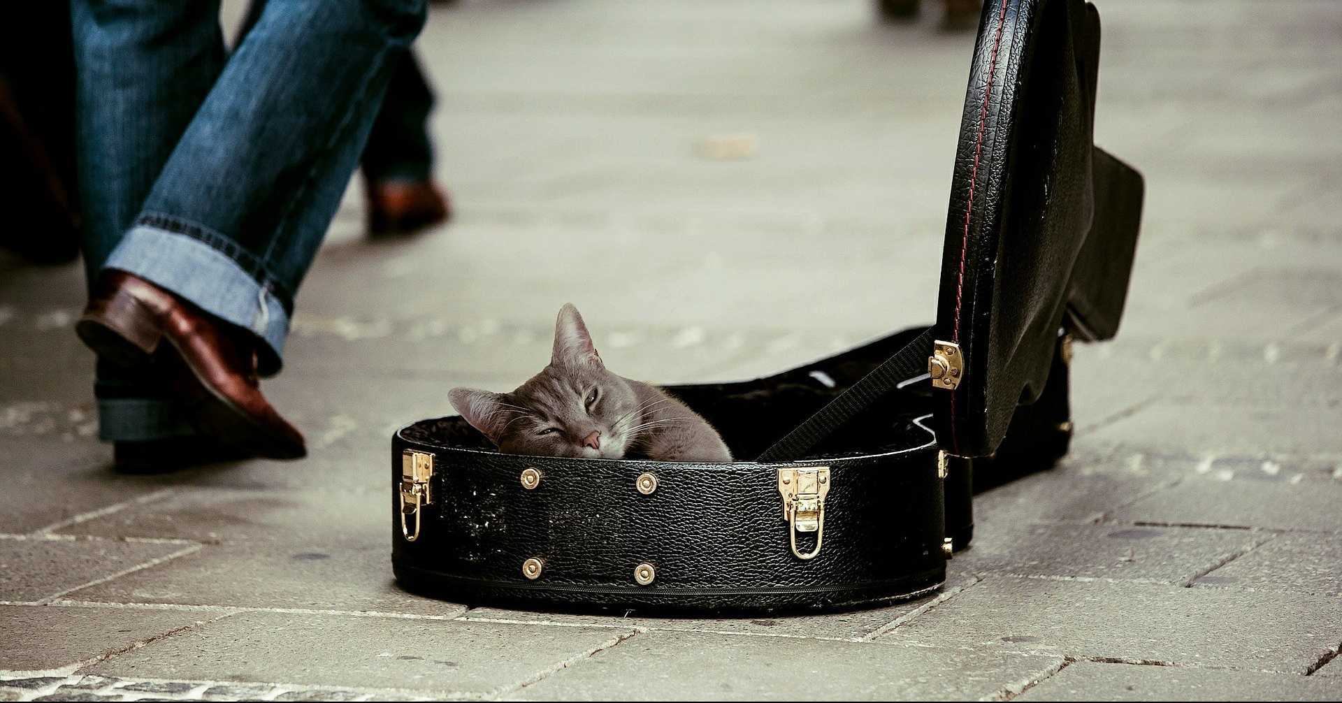 Donation kitty writer